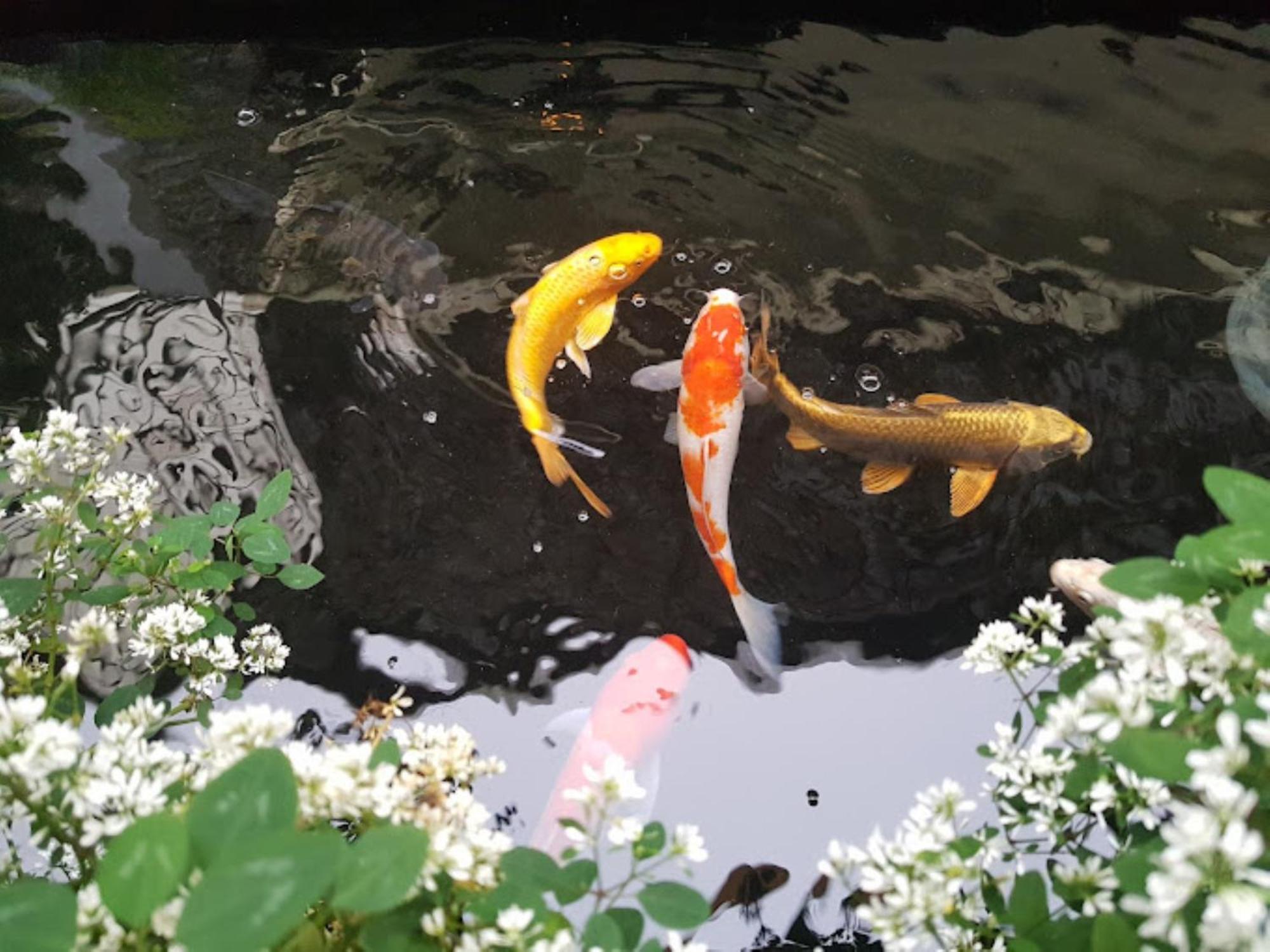 Vuon Tra Homestay Mang Den Kon Von Kla ภายนอก รูปภาพ